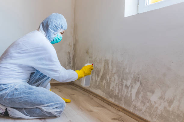 Licensed Mold Remediation service in Clifton, TX - WQB Mold Removal